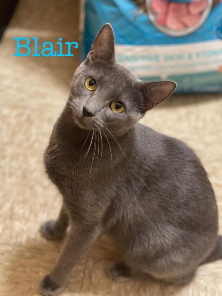 Enlarge Blair, a Adoptable Domestic Short Hair in Wilson, NC image 1/4
