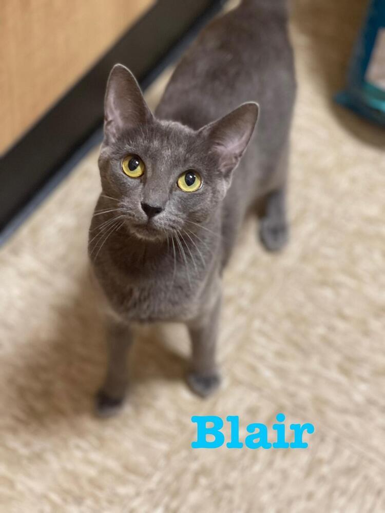 Enlarge Blair, a Adoptable Domestic Short Hair in Wilson, NC image 2/4