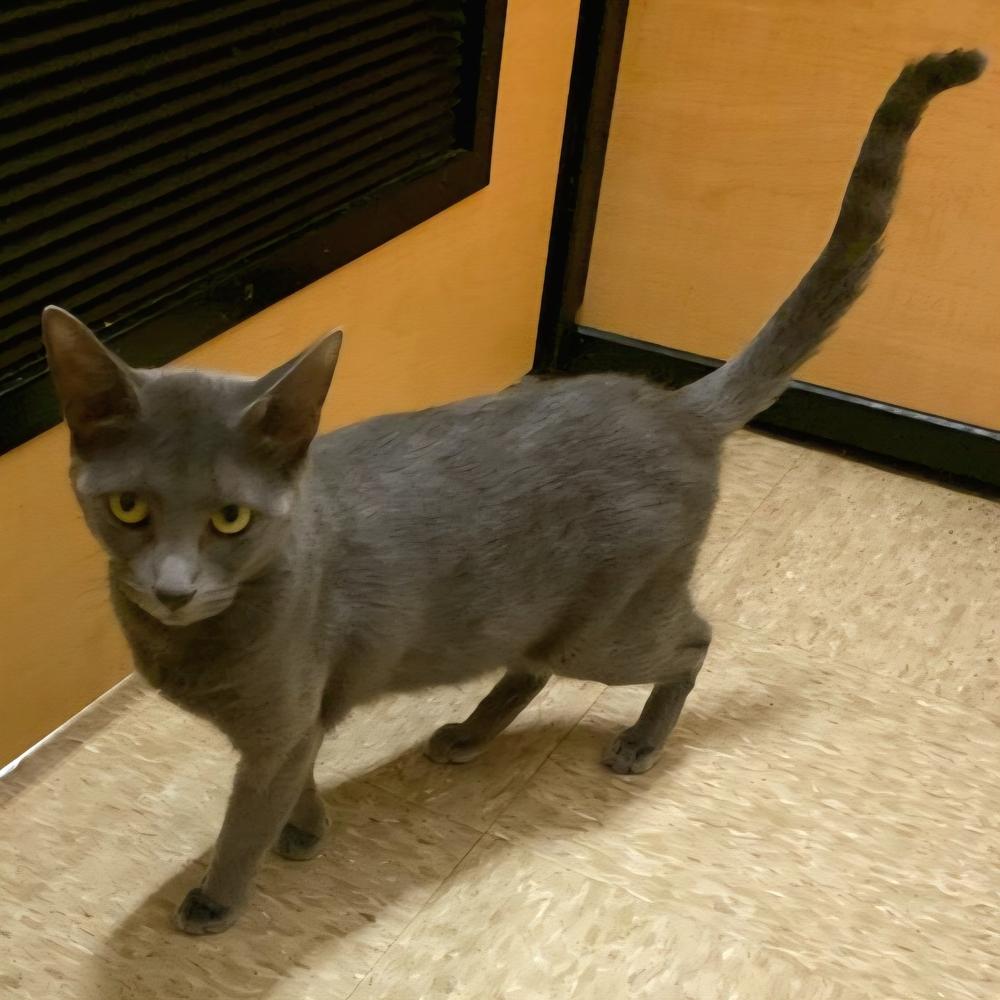 Enlarge Blair, a Adoptable Domestic Short Hair in Wilson, NC image 3/4