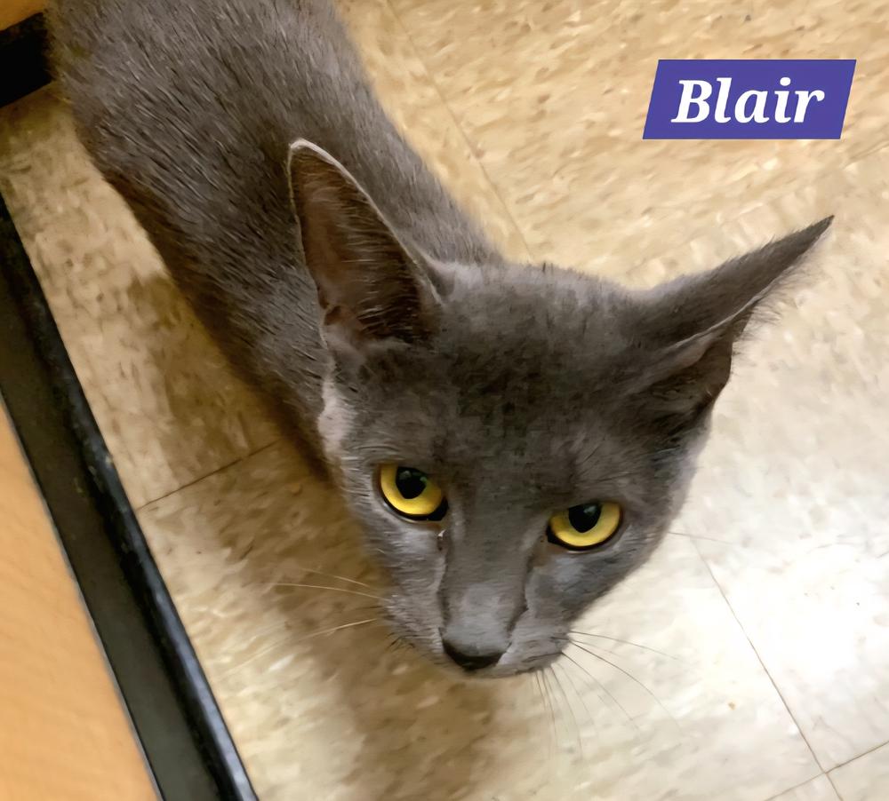 Enlarge Blair, a Adoptable Domestic Short Hair in Wilson, NC image 4/4