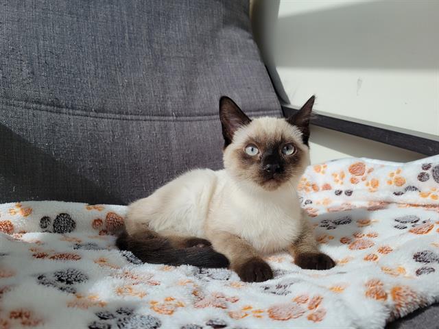 Enlarge SUGAR, a Adoptable Domestic Short Hair in Santa Clara, CA image 1/1