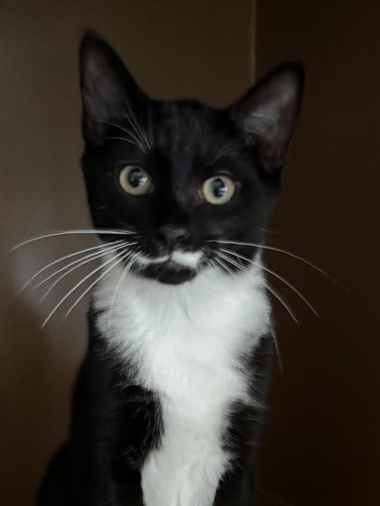 Hubba Bubba $75, Adoptable, Kitten Male Domestic Short Hair & Domestic Short Hair.