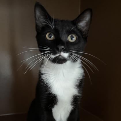 Enlarge Hubba Bubba $75, a Adoptable mixed breed in Seneca, SC image 2/3