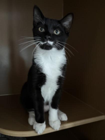 Enlarge Hubba Bubba $75, a Adoptable mixed breed in Seneca, SC image 3/3