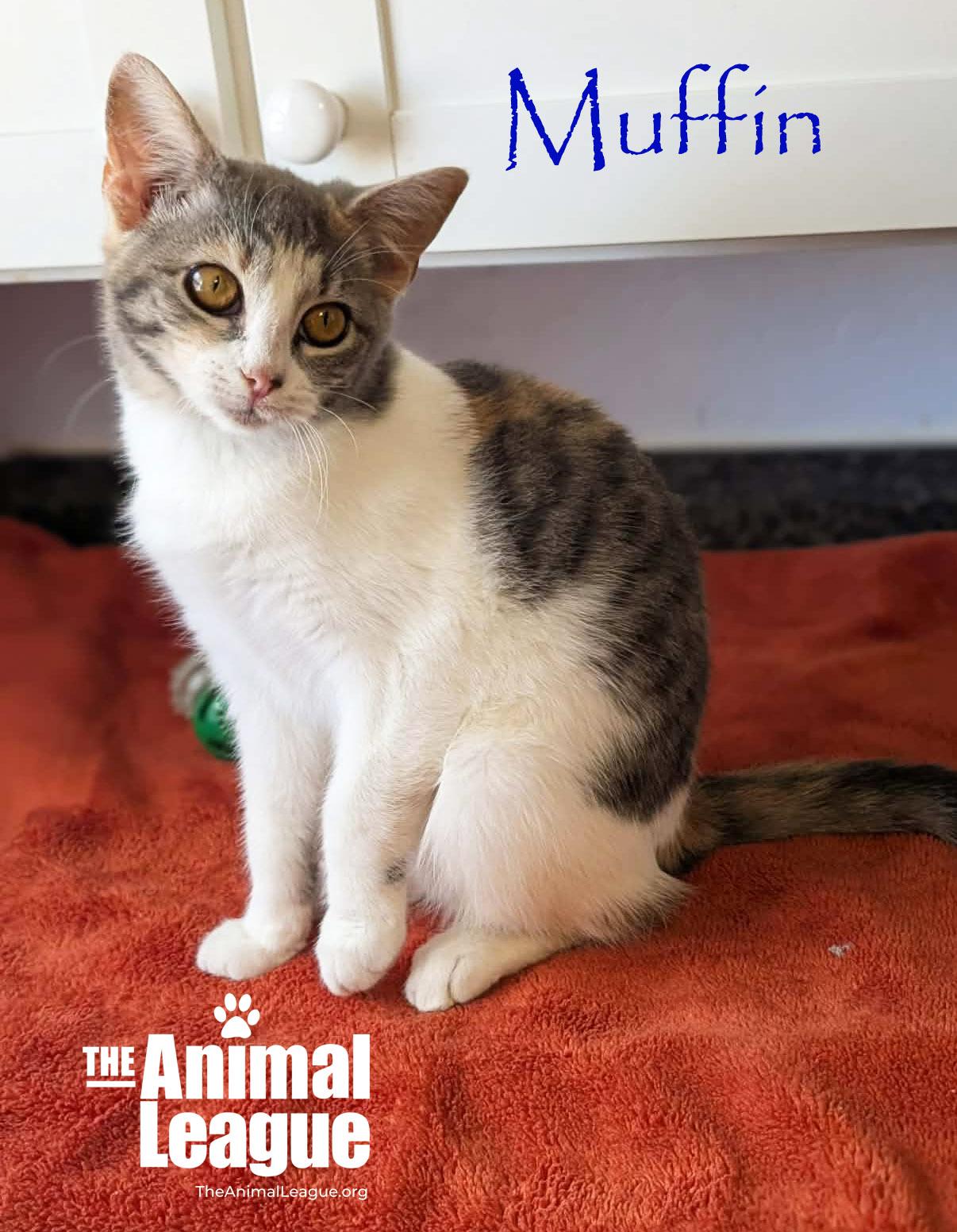 Enlarge Muffin, a ADOPTABLE Domestic Short Hair in Clermont, FL image 3/3