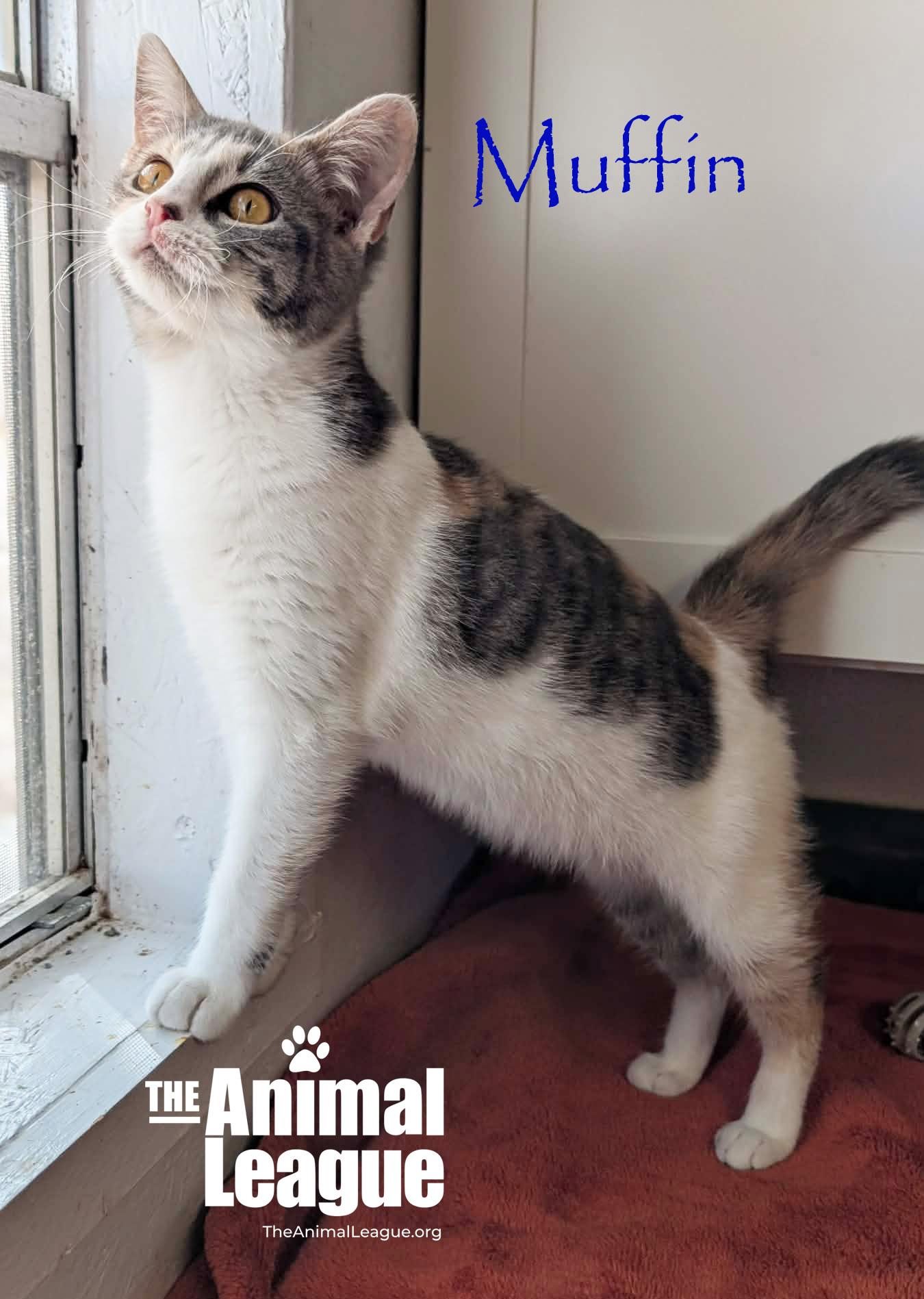 Enlarge Muffin, a ADOPTABLE Domestic Short Hair in Clermont, FL image 2/3