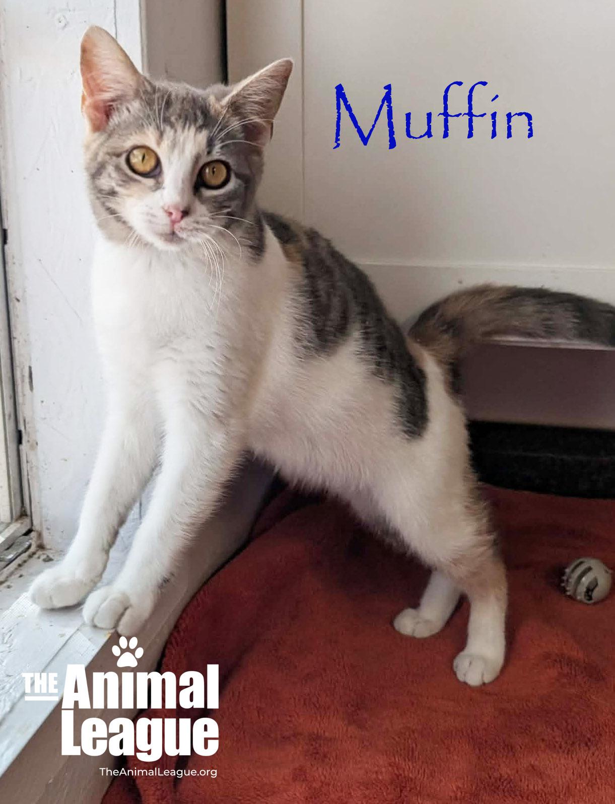 Muffin, ADOPTABLE, Young Female Domestic Short Hair.