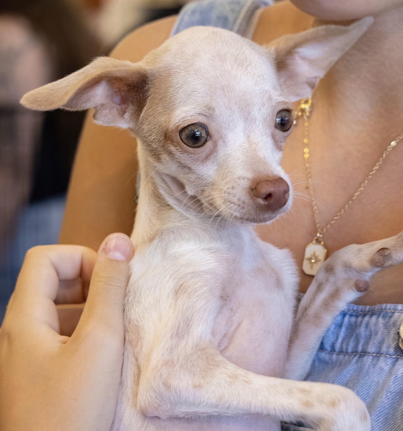 Enlarge Screech, a Adoptable mixed breed in Penryn, CA image 2/4