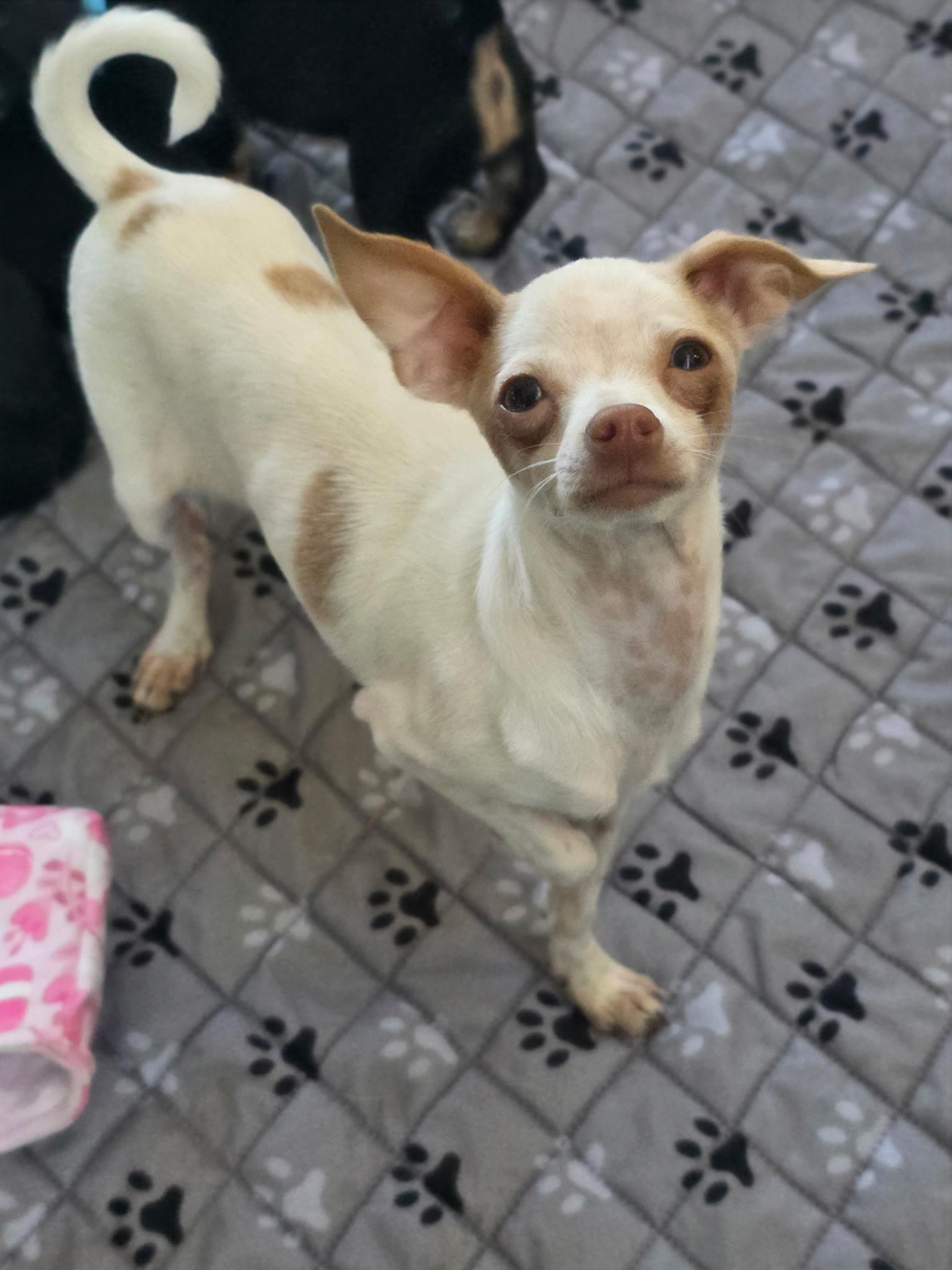 Enlarge Screech, a Adoptable mixed breed in Penryn, CA image 4/4