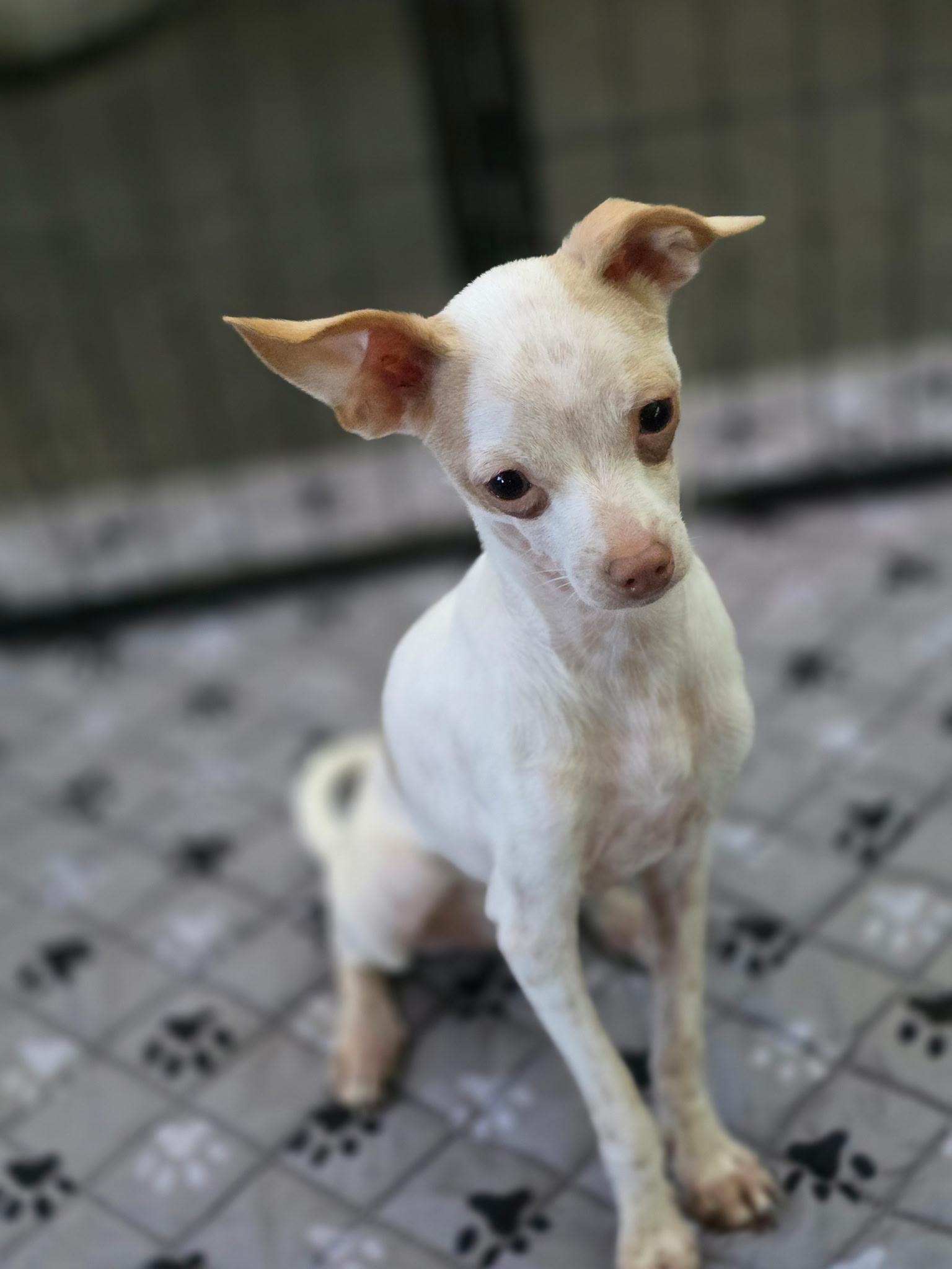 Screech, Adoptable, Puppy Male Chihuahua.