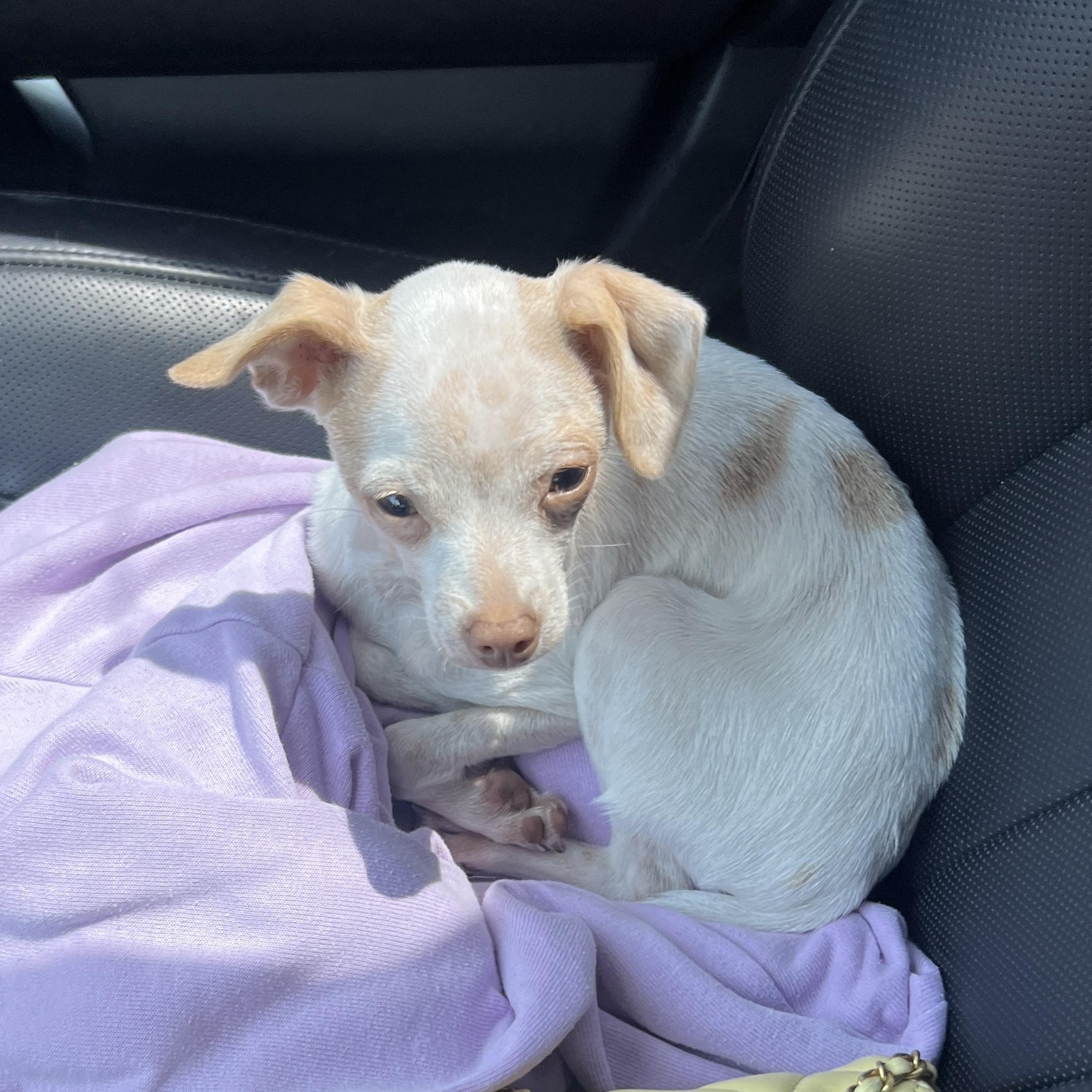 Enlarge Screech, a Adoptable mixed breed in Penryn, CA image 3/4
