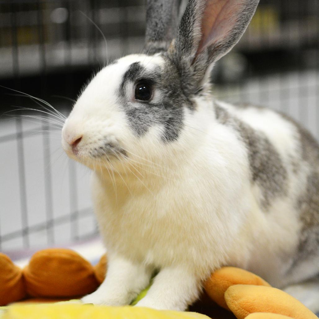 Enlarge Pekkle, a Adoptable Bunny Rabbit in Richmond, CA image 1/4