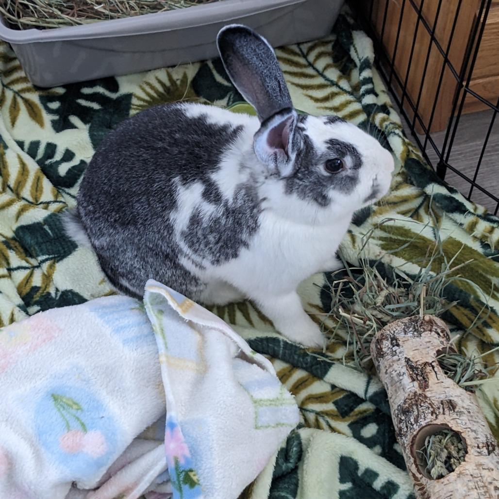 Enlarge Pekkle, a Adoptable Bunny Rabbit in Richmond, CA image 2/6