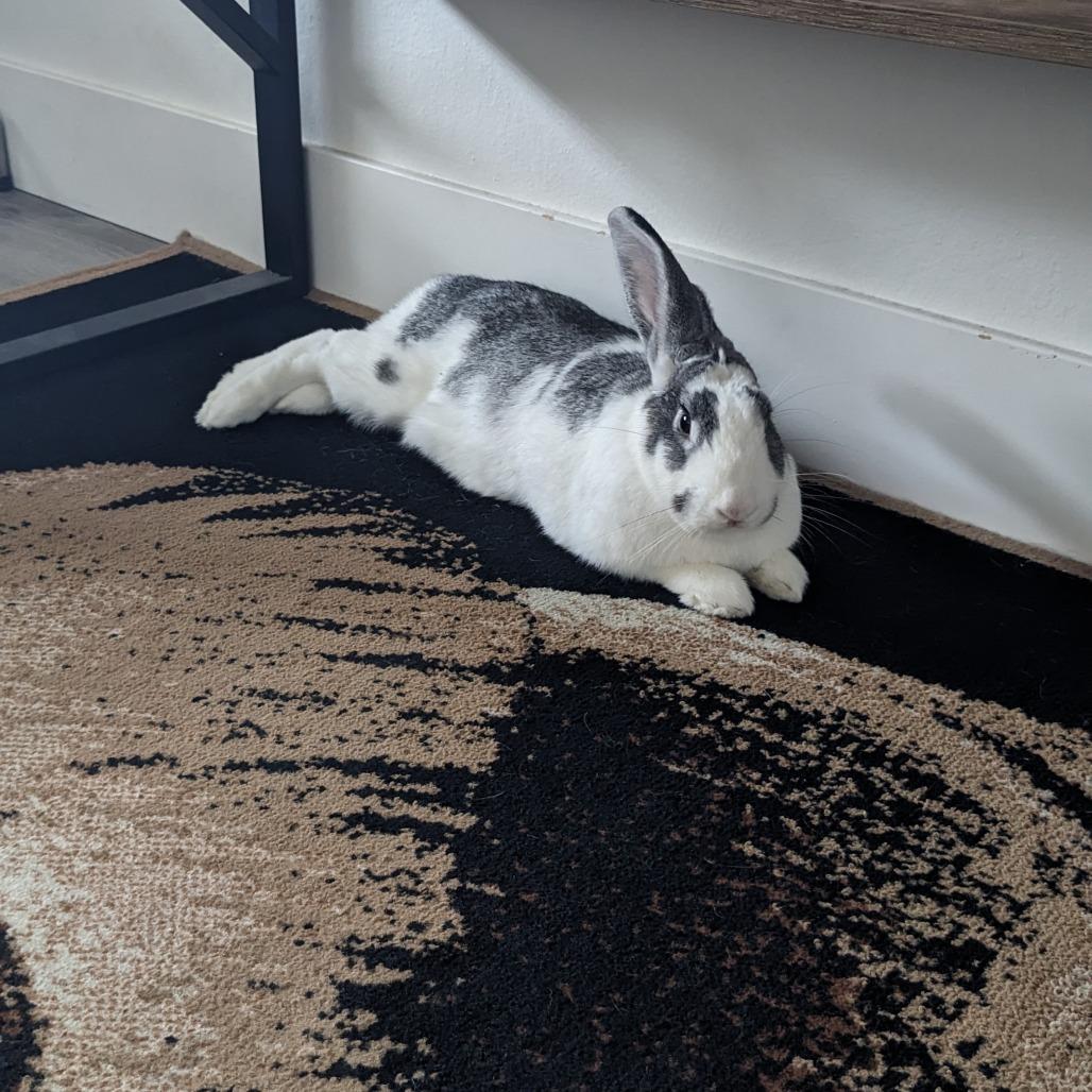 Enlarge Pekkle, a Adoptable Bunny Rabbit in Richmond, CA image 3/6