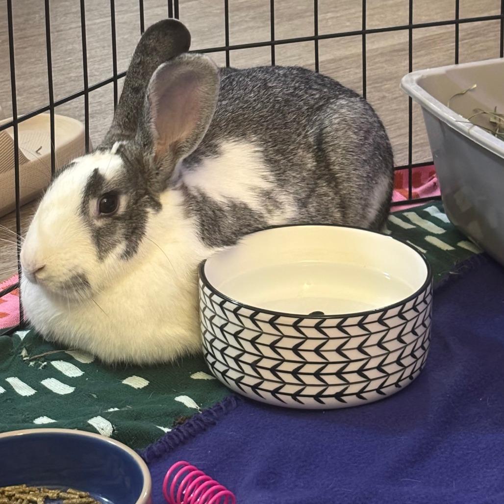 Enlarge Pekkle, a Adoptable Bunny Rabbit in Richmond, CA image 2/4