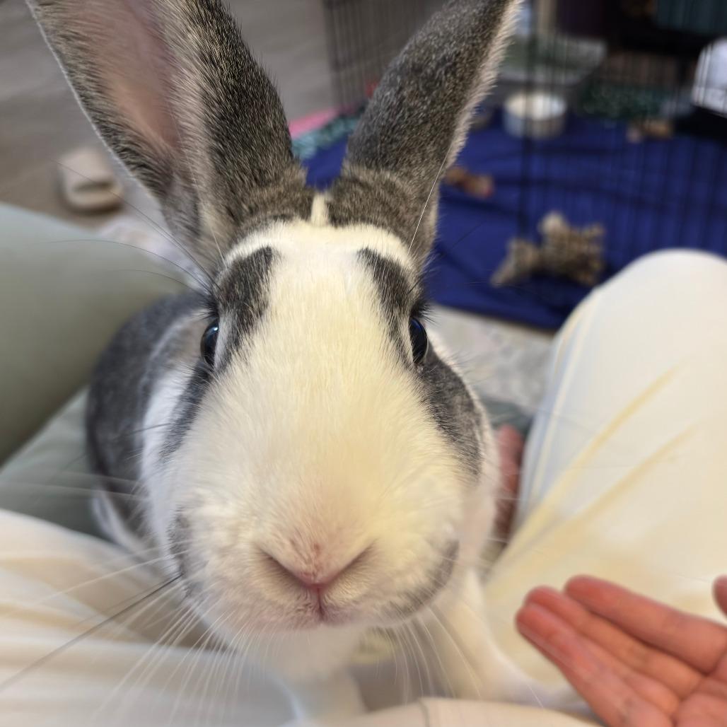 Enlarge Pekkle, a Adoptable Bunny Rabbit in Richmond, CA image 3/4