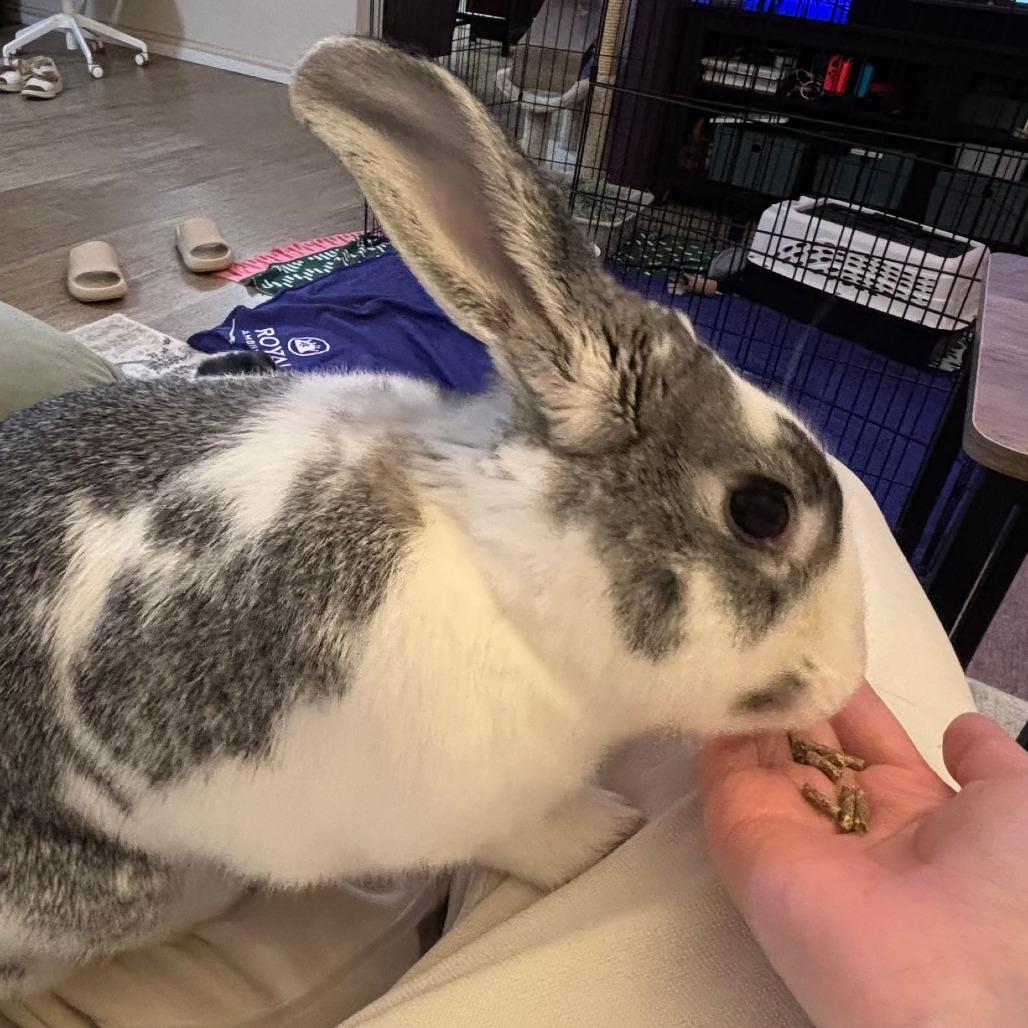 Enlarge Pekkle, a Adoptable Bunny Rabbit in Richmond, CA image 4/4