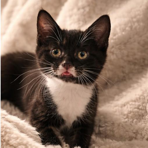 Petal, Adoptable, Kitten Female Domestic Short Hair.