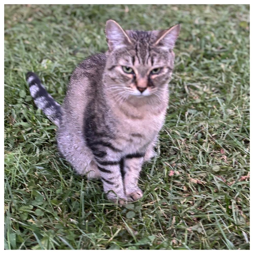 Poppie, Adoptable, Adult Female Domestic Short Hair.