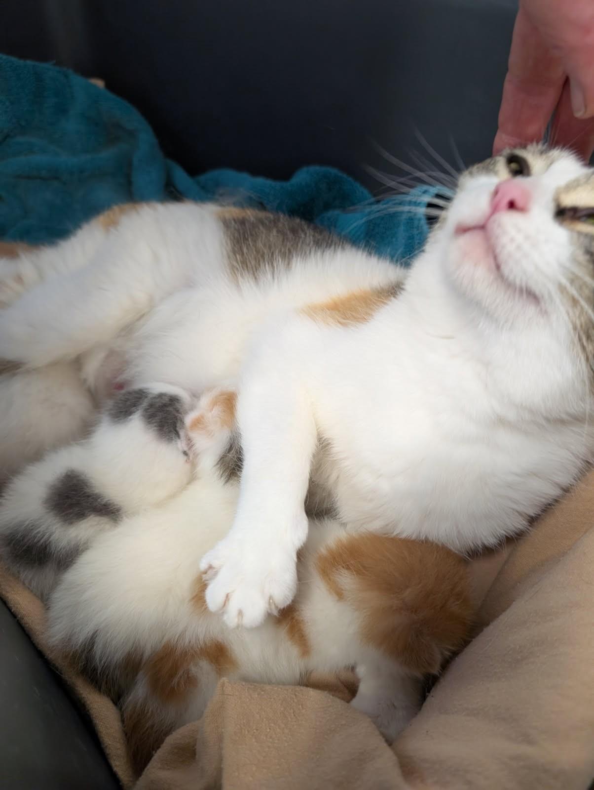 Lovey    (Very Friendly kitty)