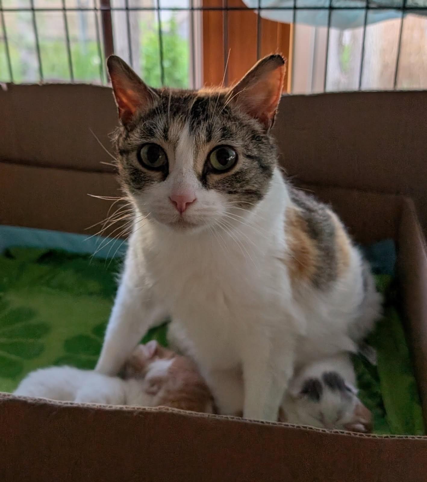 Lovey    (Very Friendly kitty)