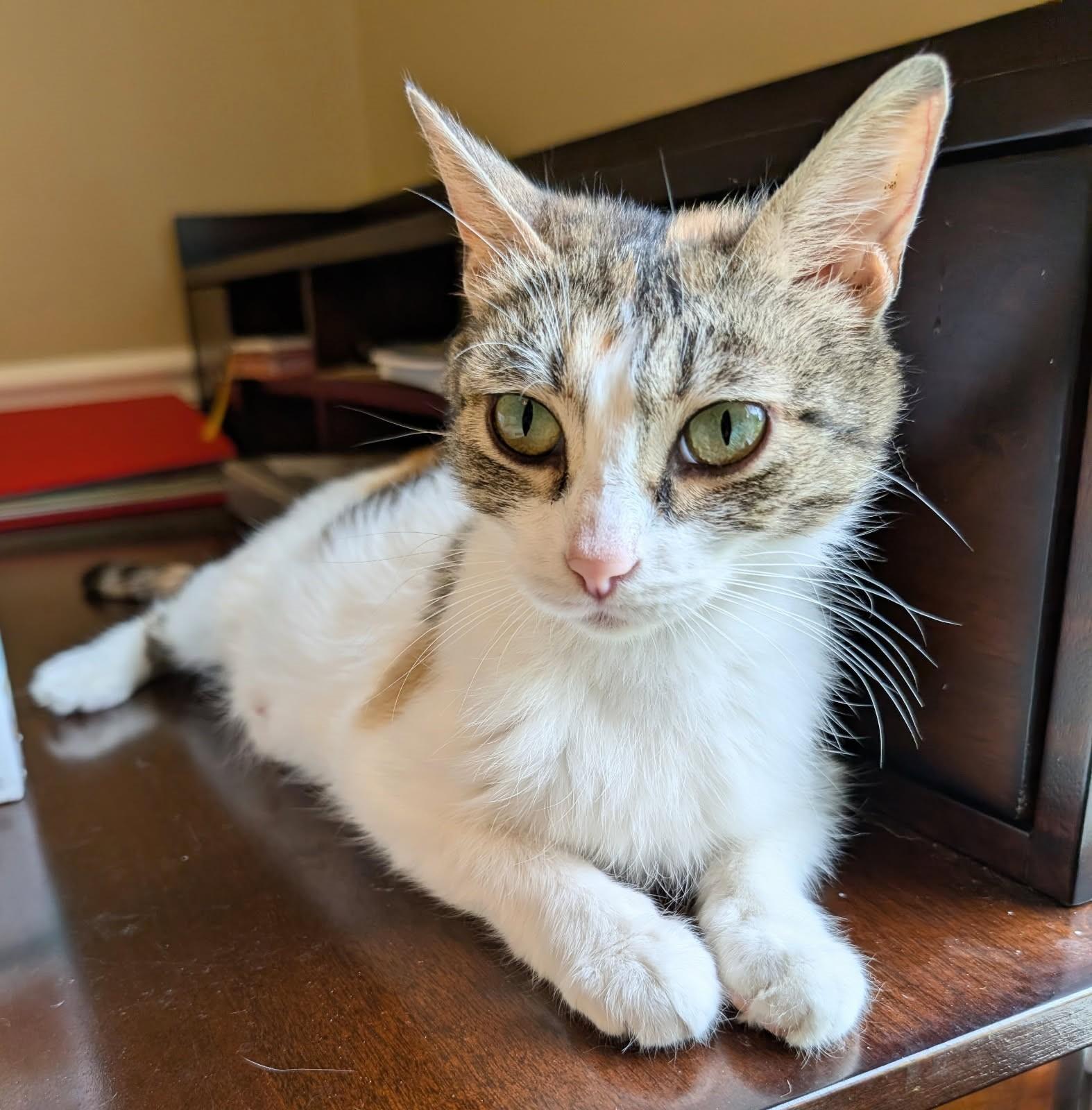 Lovey    (Very Friendly kitty)