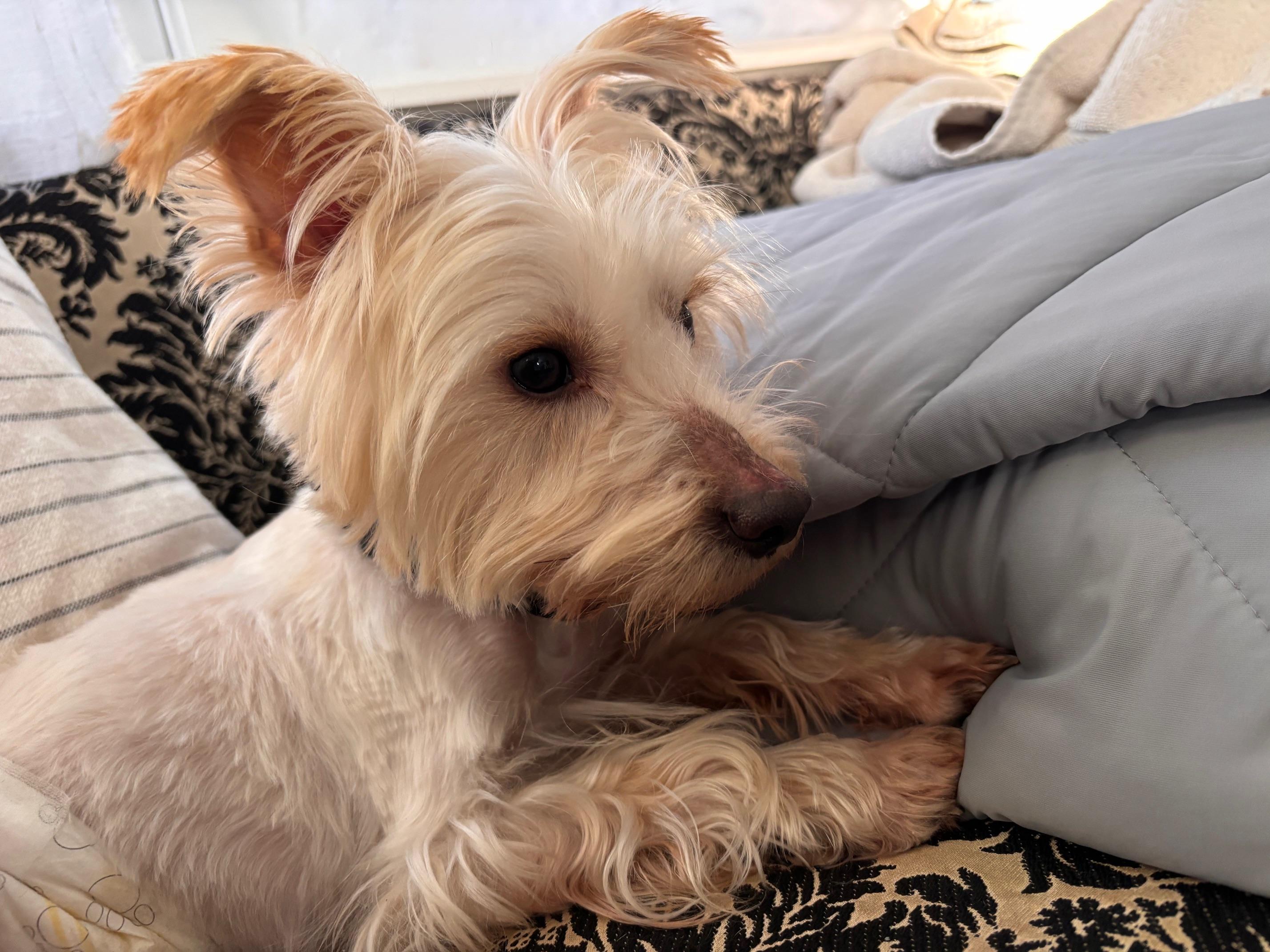 Reed, adopted, Adult Male Yorkshire Terrier.