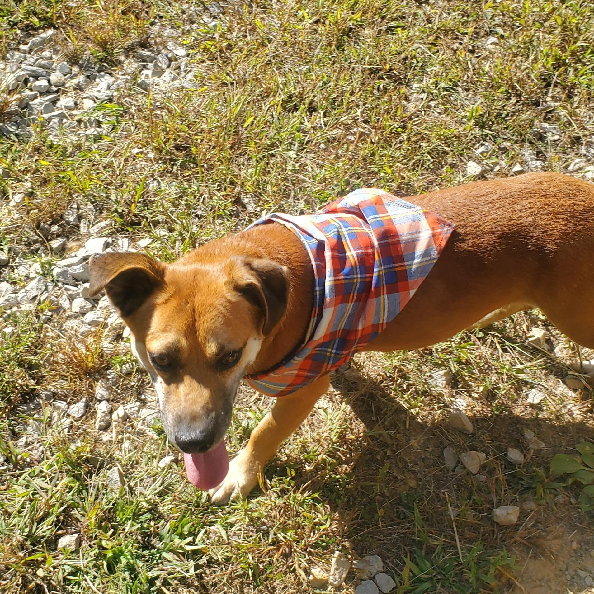 Little red, a Adoptable mixed breed in Campton, KY image 1/4