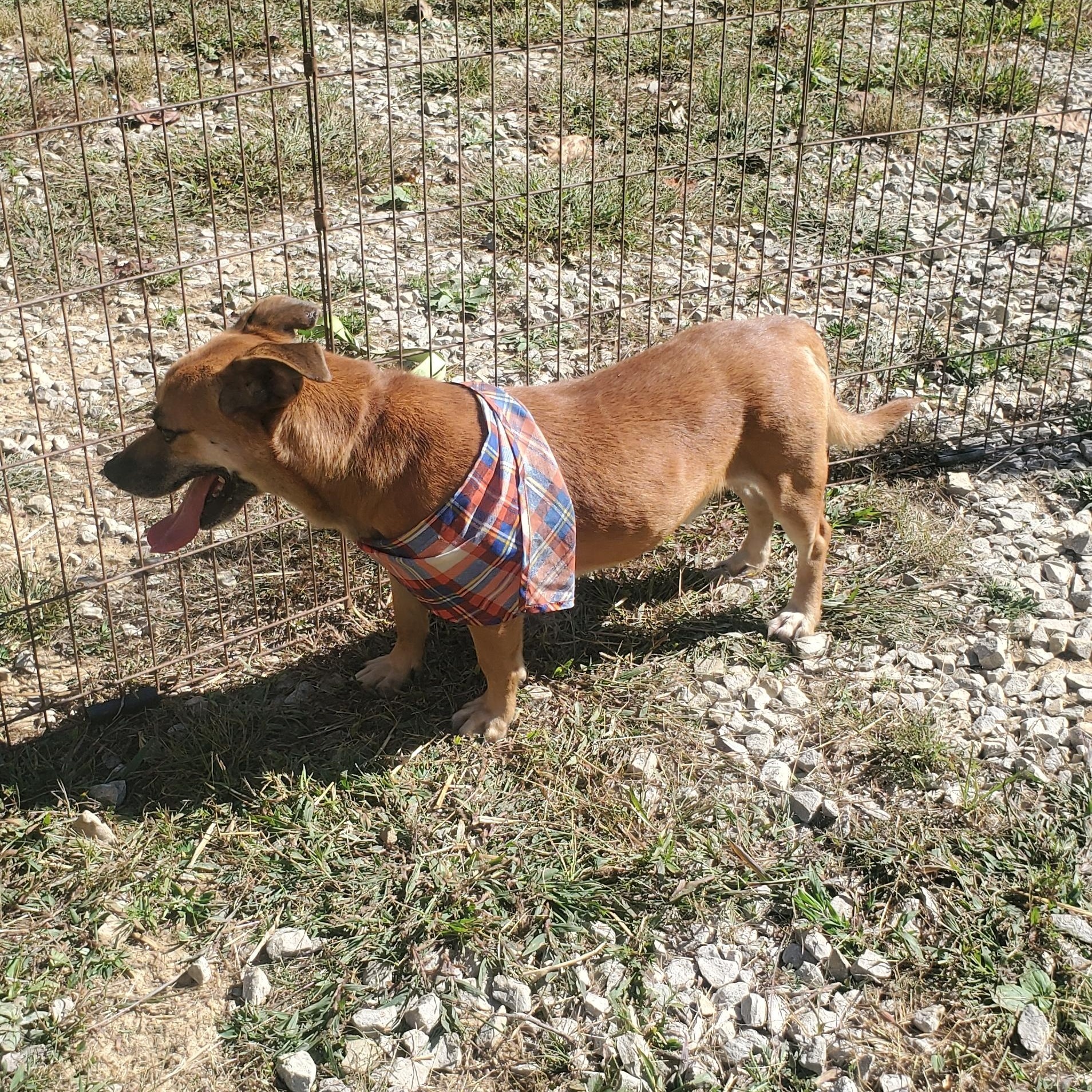 Little red, an adoptable Basset Hound, Mixed Breed in Campton, KY, 41301 | Photo Image 4