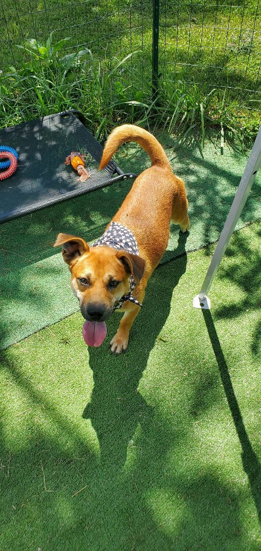 Little red, a Adoptable mixed breed in Campton, KY image 4/4