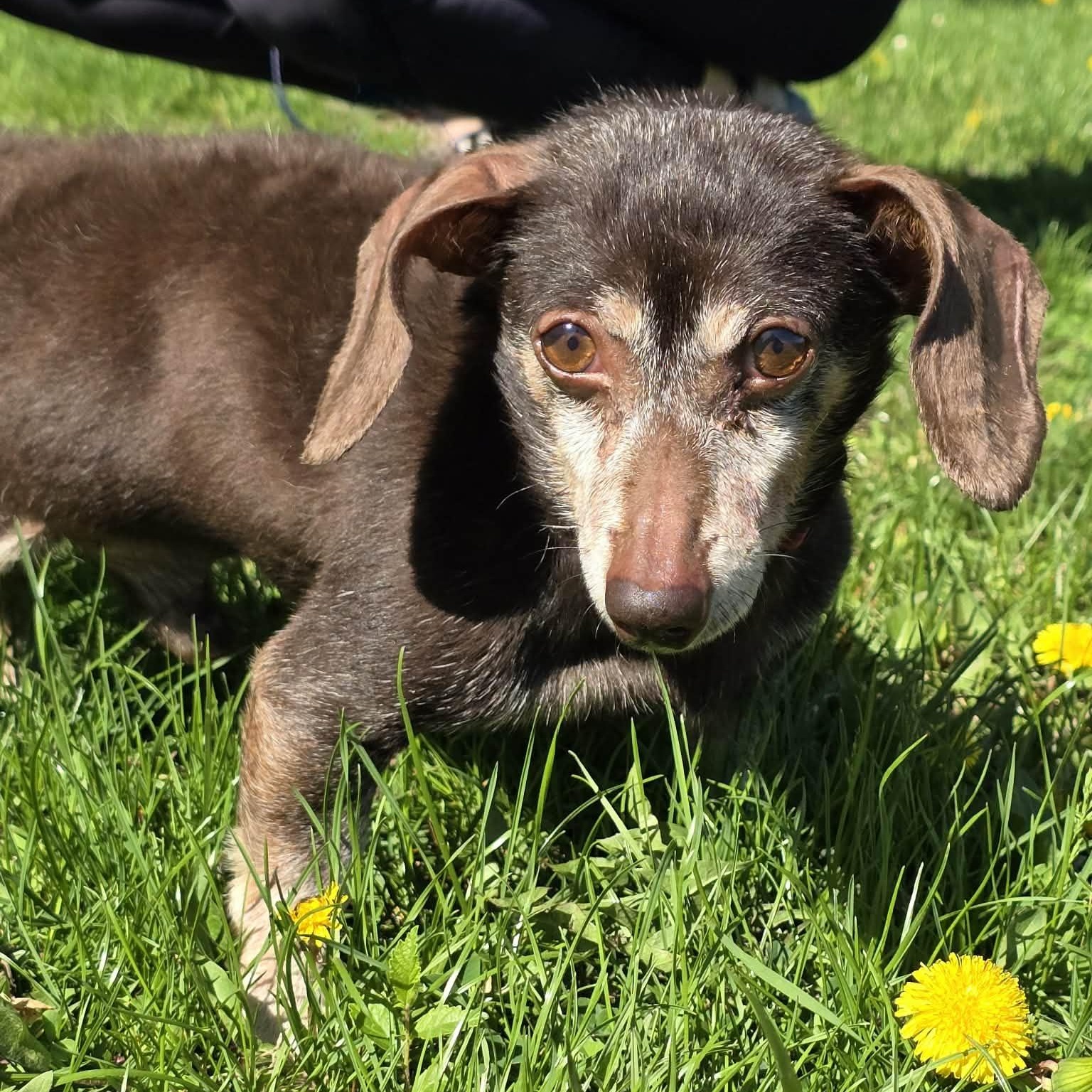 Enlarge Suede, an adopted Dachshund in Waterloo, IA image 2/4