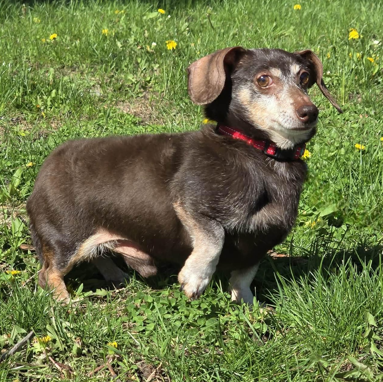 Enlarge Suede, an adopted Dachshund in Waterloo, IA image 3/4
