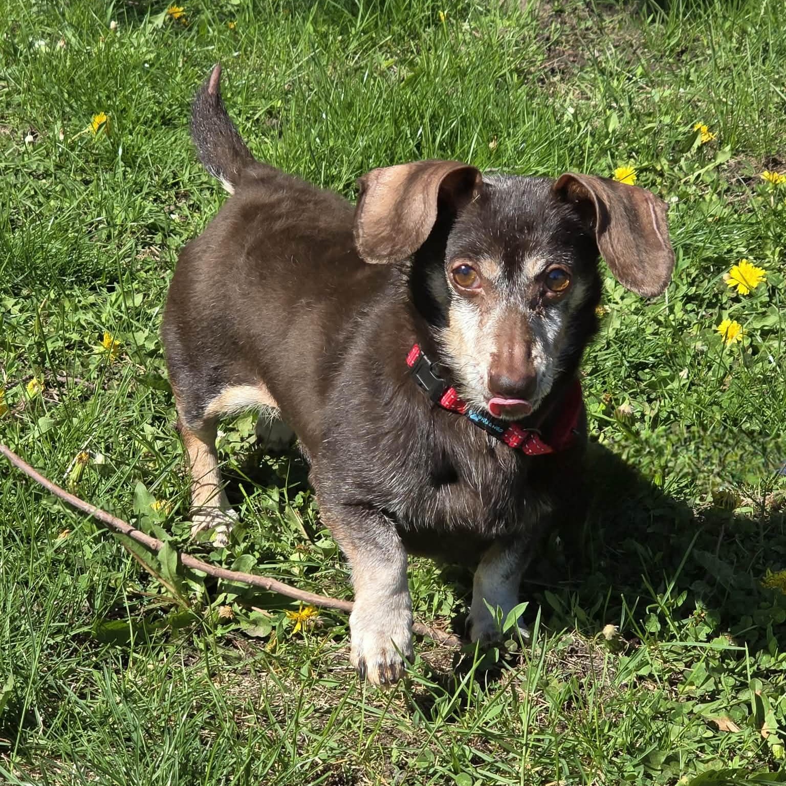 Suede, adopted, Adult Male Dachshund.