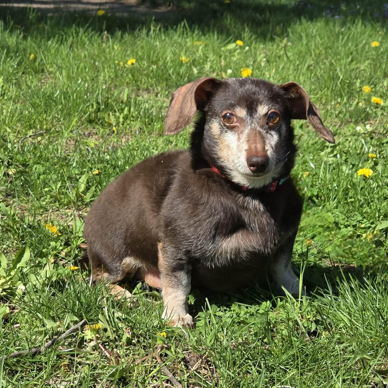 Enlarge Suede, an adopted Dachshund in Waterloo, IA image 4/4