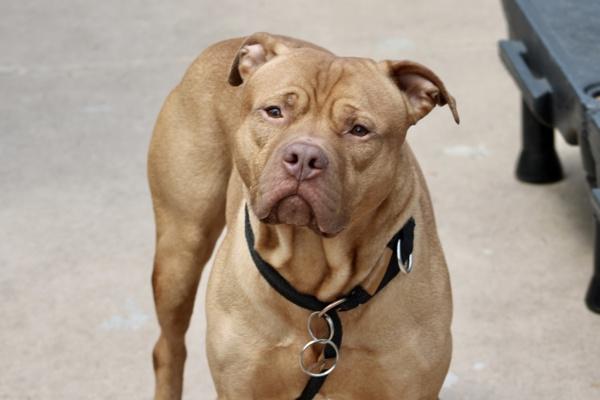 Smokey, a Adoptable mixed breed in Staten Island, NY image 1/2