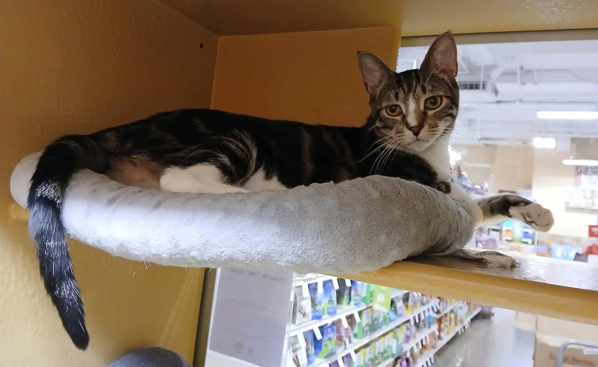 HENRIETTA "HEN" WILSON 3