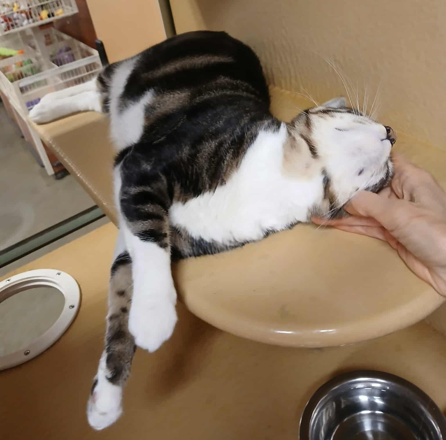 HENRIETTA "HEN" WILSON 4