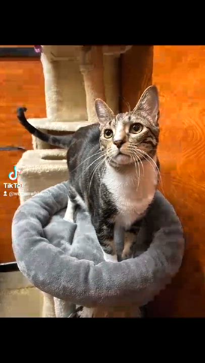 Enlarge HENRIETTA "HEN" WILSON, an adopted mixed breed in City of Industry, CA video 6/6