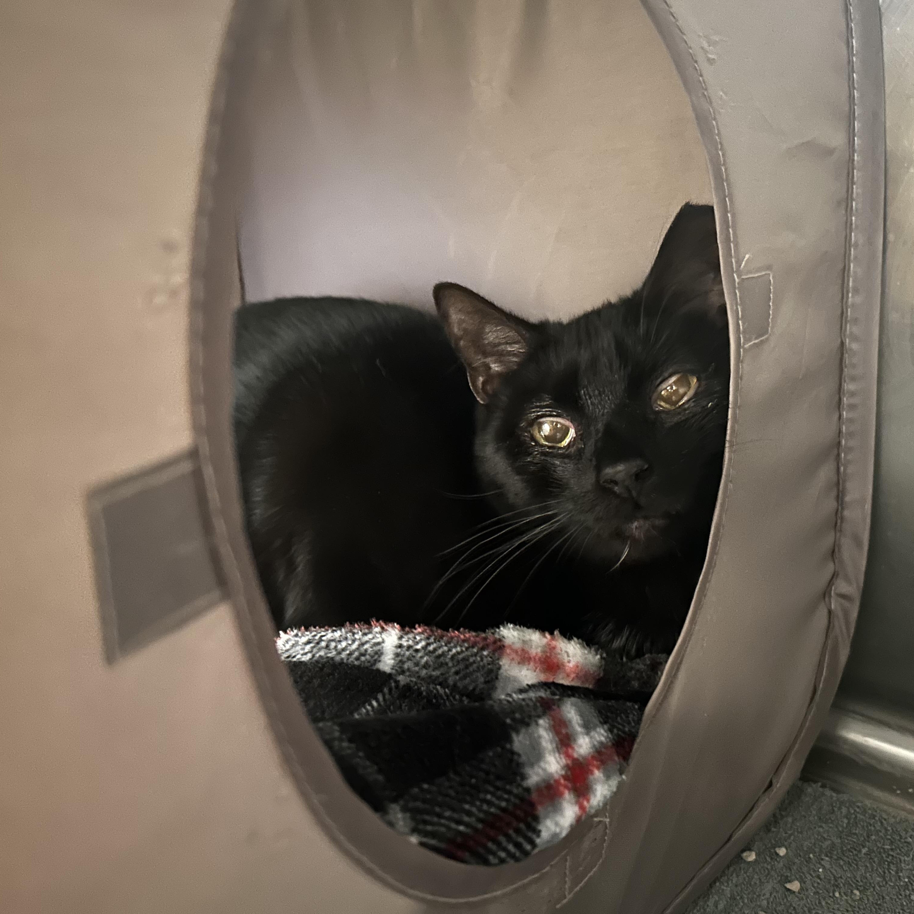 Enlarge OKARUN, a other Domestic Short Hair in Washington, UT image 1/1