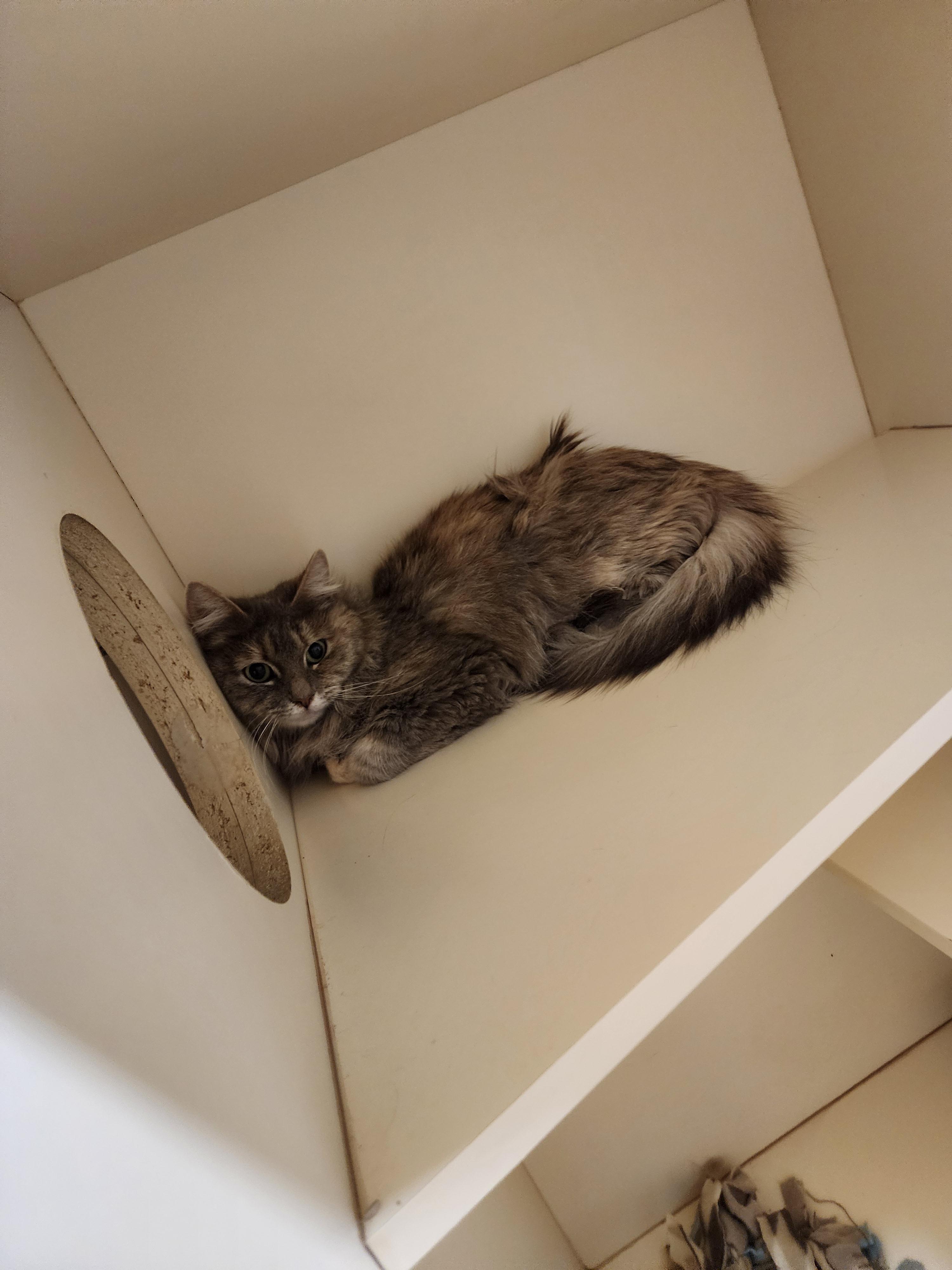 25-122, Adult Female Domestic Long Hair