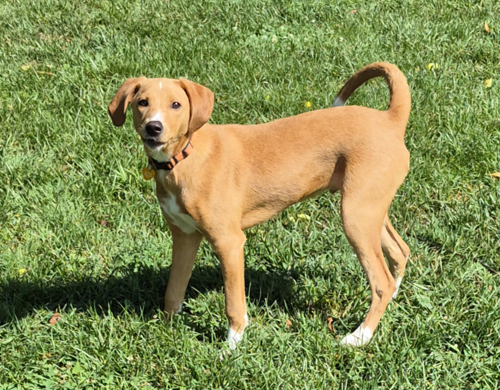 Enlarge Mitch, a Adopted mixed breed in Campbellsville, KY image 2/6