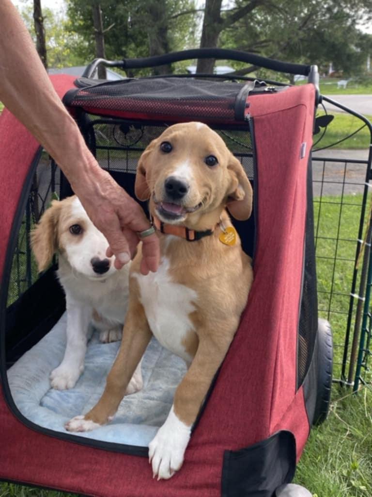 Enlarge Mitch, a Adopted mixed breed in Campbellsville, KY image 6/6