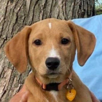 Enlarge Mitch, a Adopted mixed breed in Campbellsville, KY image 1/6