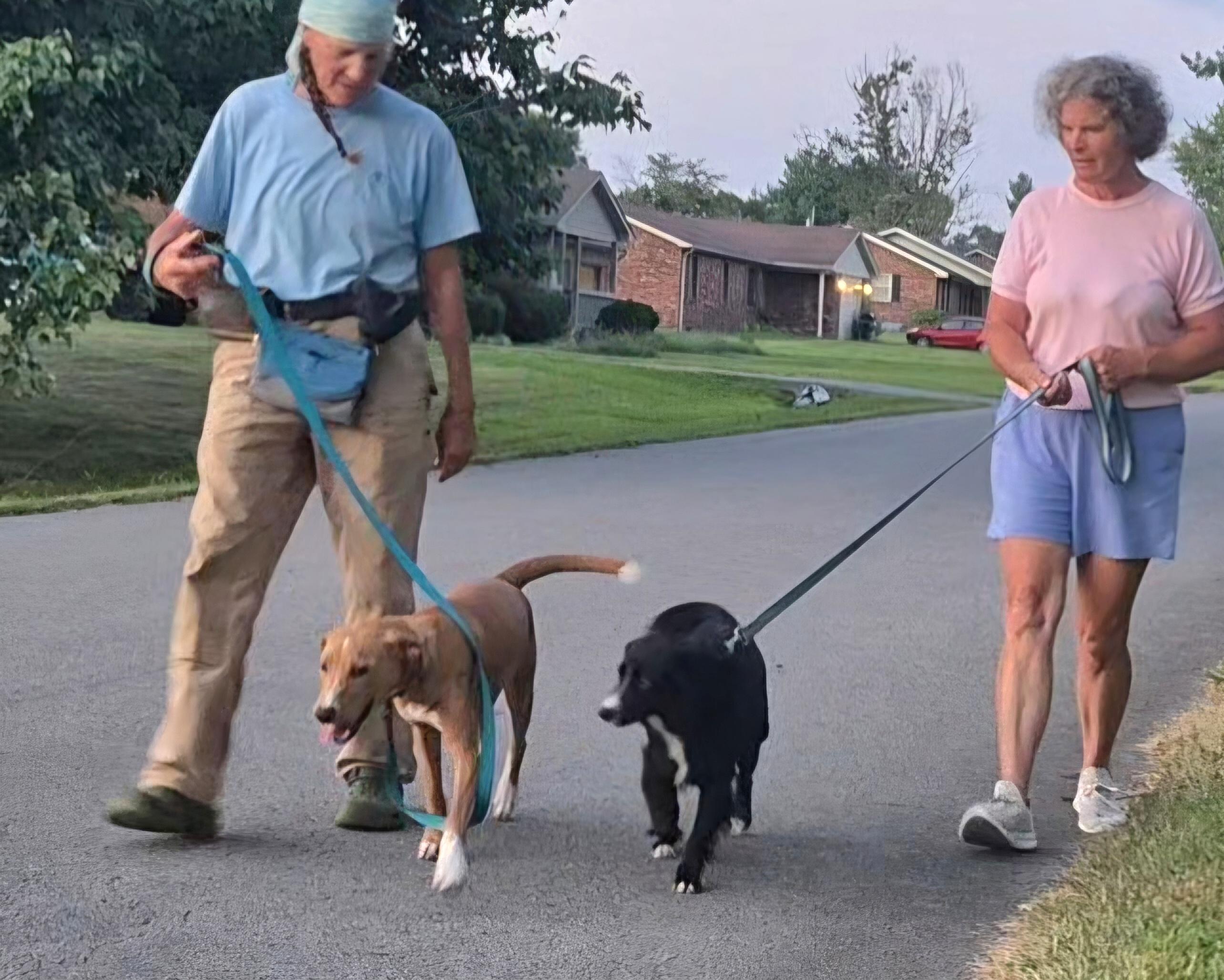 Enlarge Mitch, a Adopted mixed breed in Campbellsville, KY image 4/6
