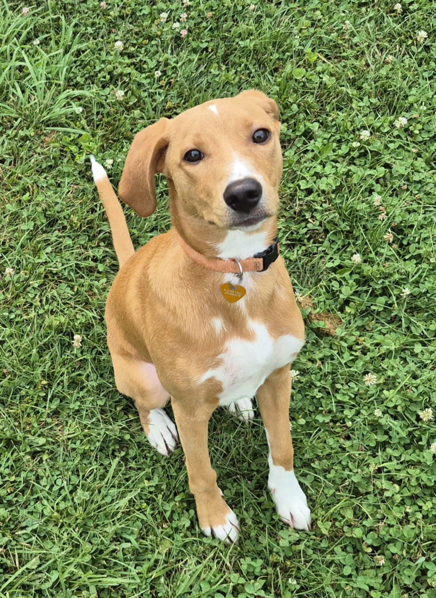 Enlarge Mitch, a Adopted mixed breed in Campbellsville, KY image 3/6