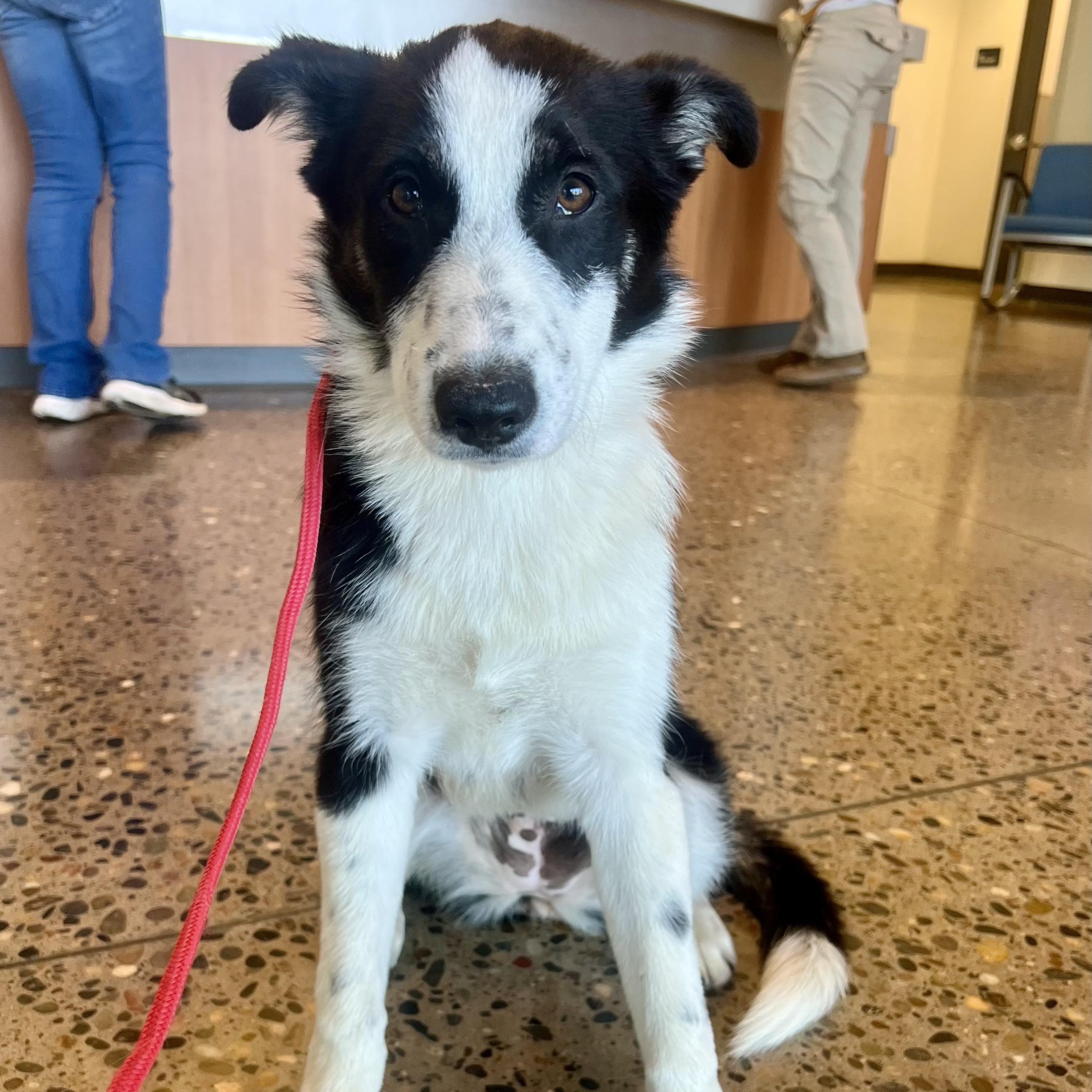 Princess- Cute Puppy, adopted, Puppy Female Border Collie.