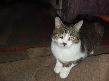 Fina, a Adoptable Domestic Short Hair in Midland, MI image 1/10