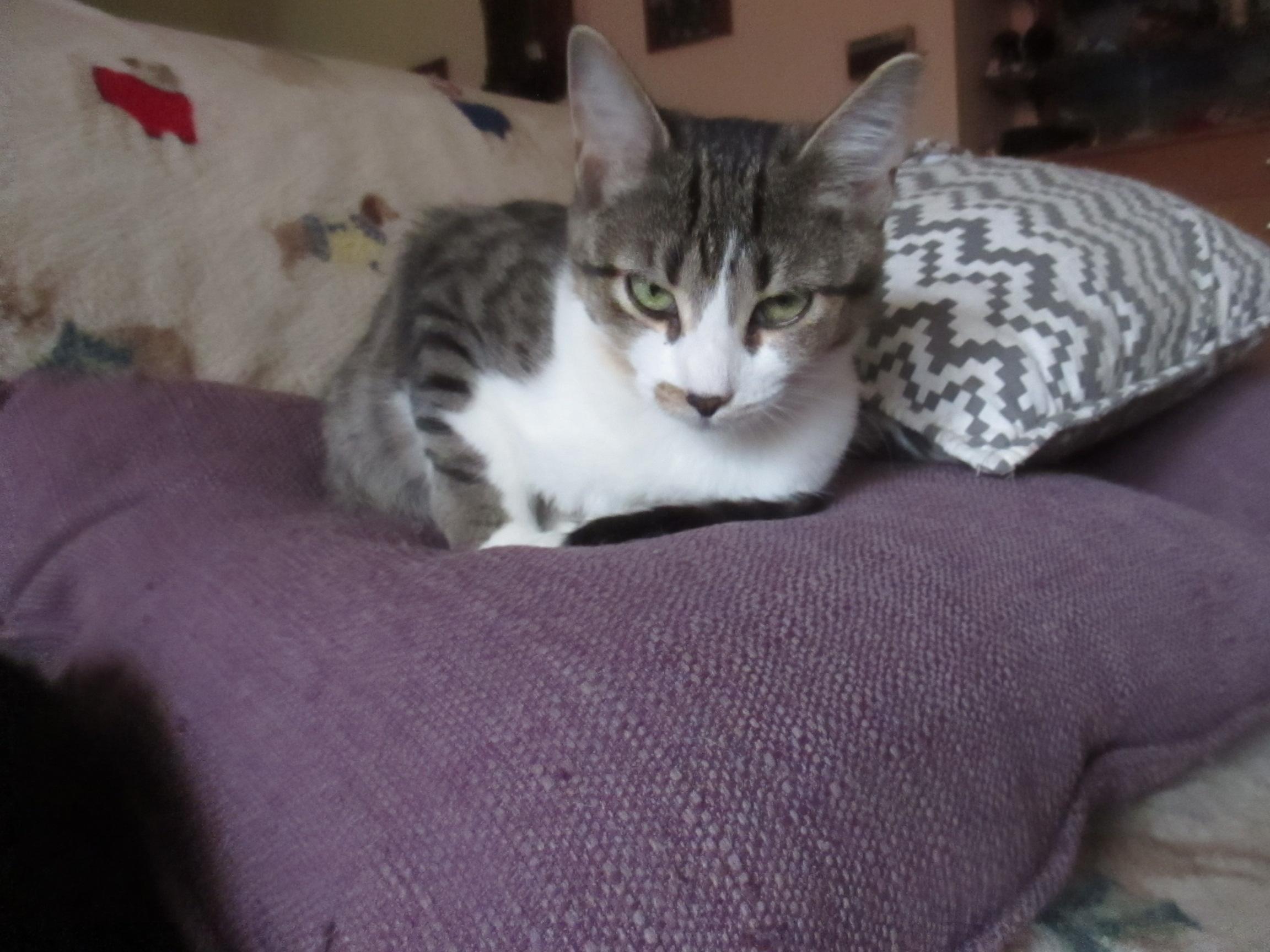 Fina, a Adoptable Domestic Short Hair in Midland, MI image 2/10