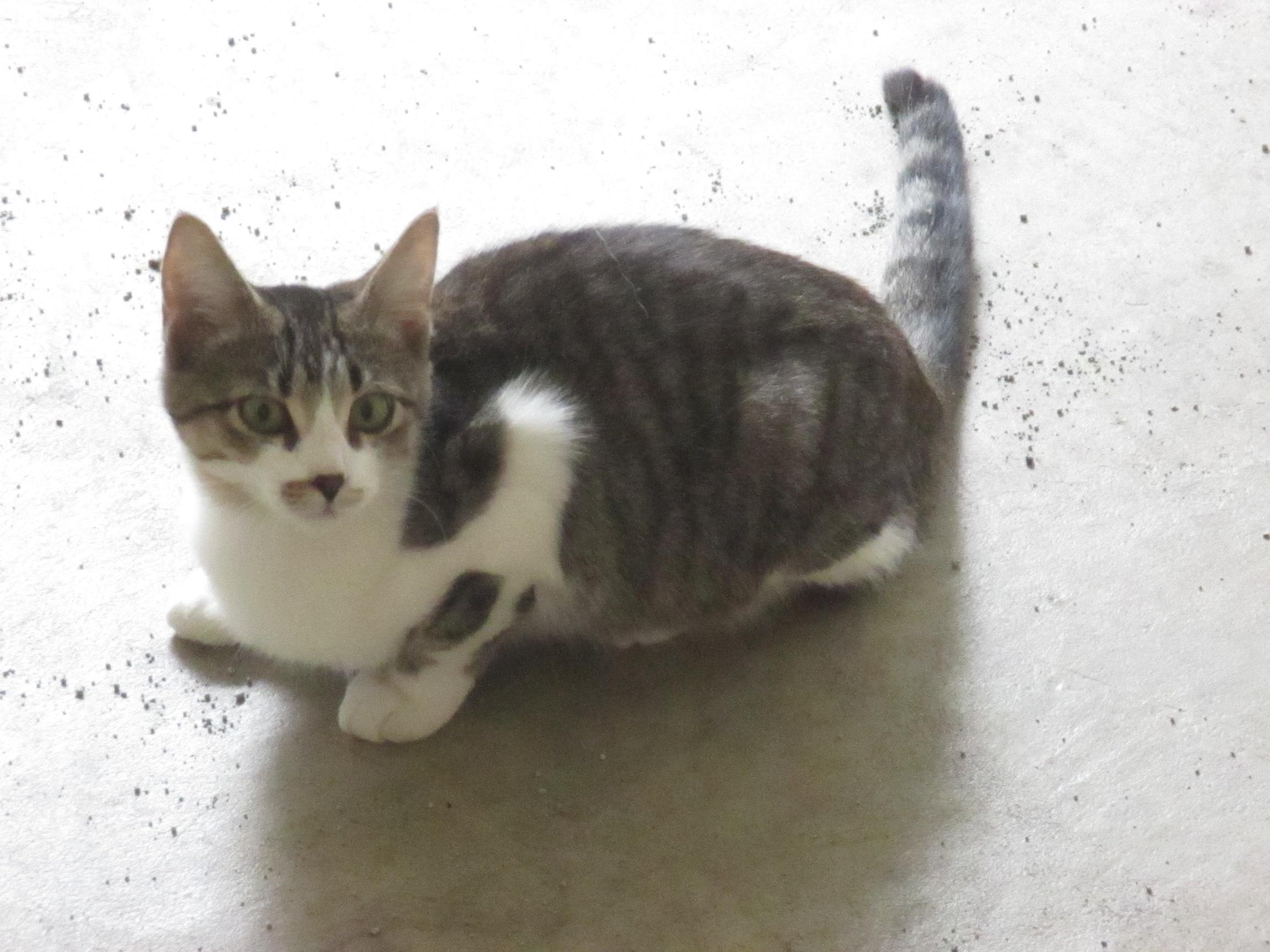 Fina, a Adoptable Domestic Short Hair in Midland, MI image 3/10