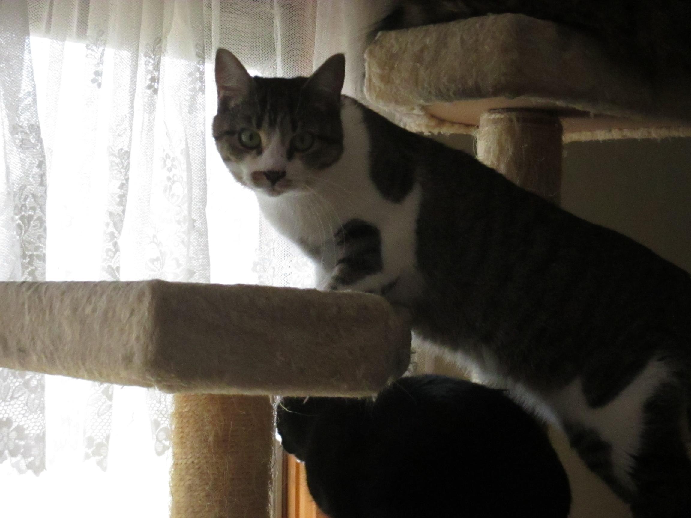 Fina, a Adoptable Domestic Short Hair in Midland, MI image 4/10